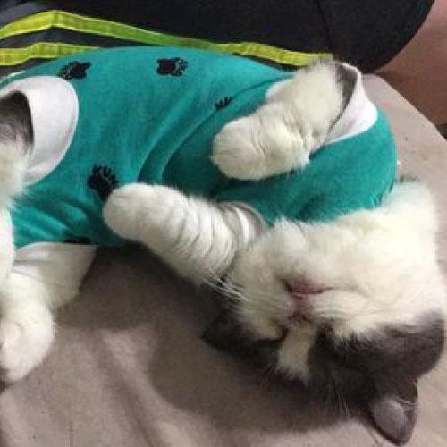 foster-a-cat-today
