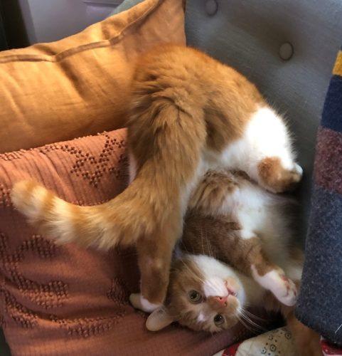 is fostering right for me 1