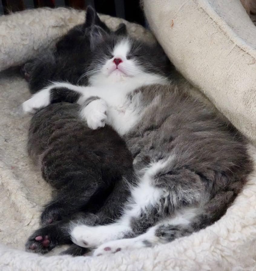 is fostering right for me 2
