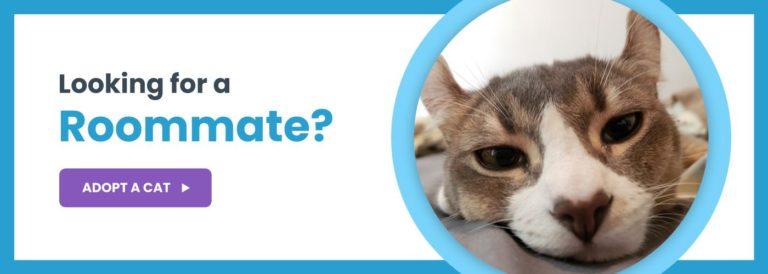 Team Cat Rescue T E A M Together Every Animal Matters