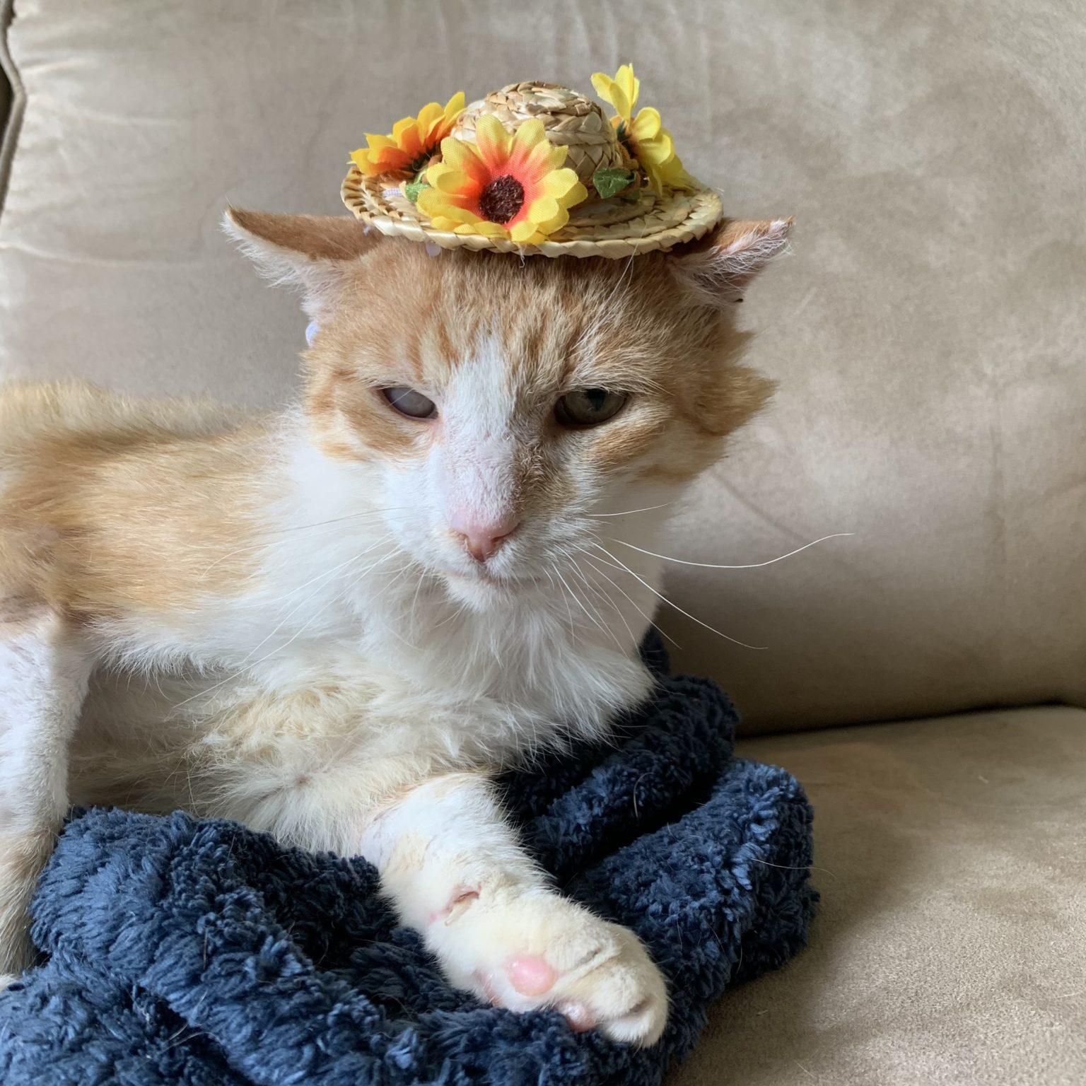 Available Cats Team Cat Rescue