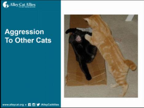 agression-cats-1