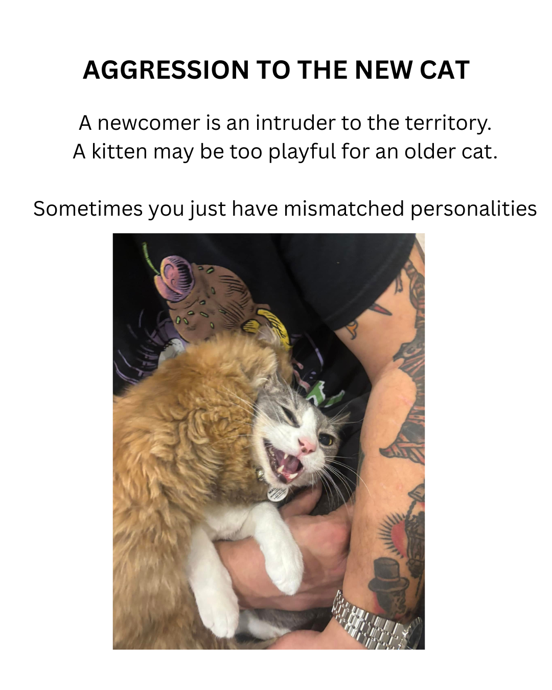 agression2