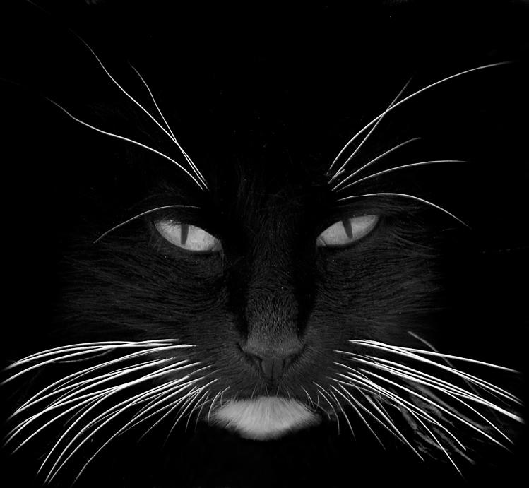 black_cat_white_whiskers