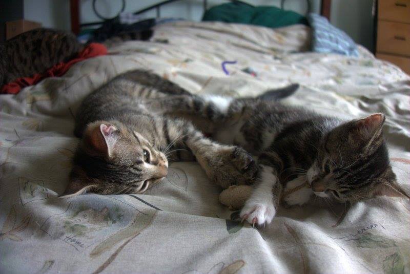 bram and sam adopted