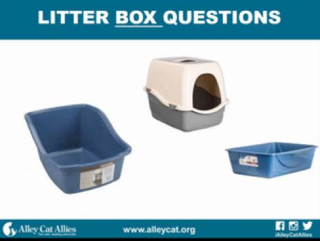 solving-litterbox-problem-11