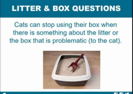 solving-litterbox-problem-4