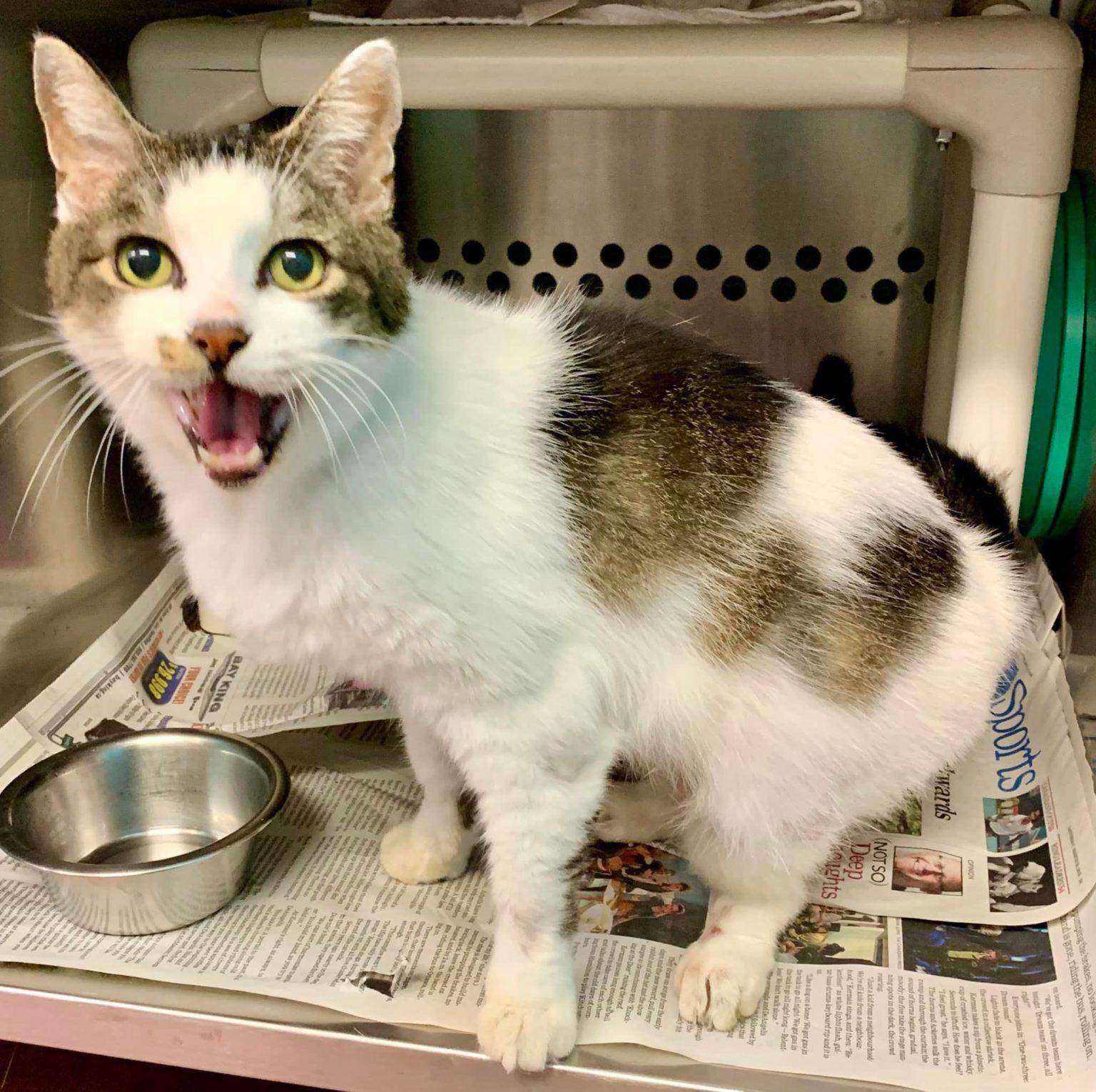 Available Cats Team Cat Rescue