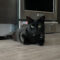 Meowzart