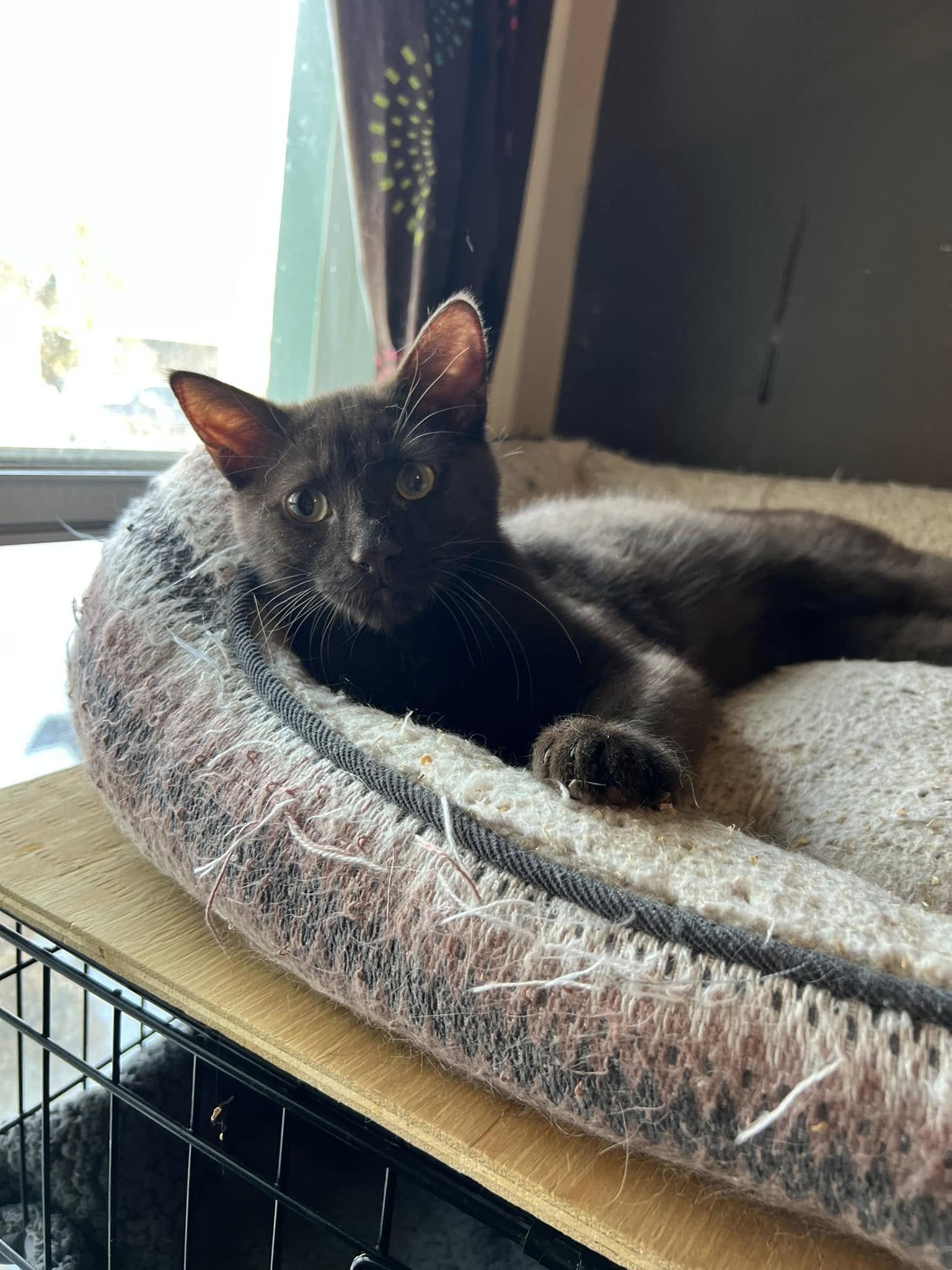 Joey – Team Cat Rescue