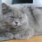 Baloo