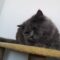 Baloo