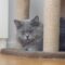 Baloo