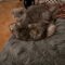 Baloo