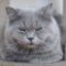 Baloo