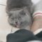 Baloo