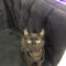 DJ Catnip