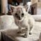 Baby Kitten 1