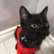DJ Catnip