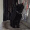 DJ Catnip