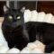 DJ Catnip