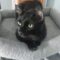 DJ Catnip