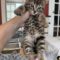 Tiger Tail