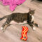 Meesha