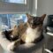 Meesha