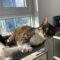 Meesha