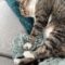 Meesha