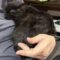 Pepper